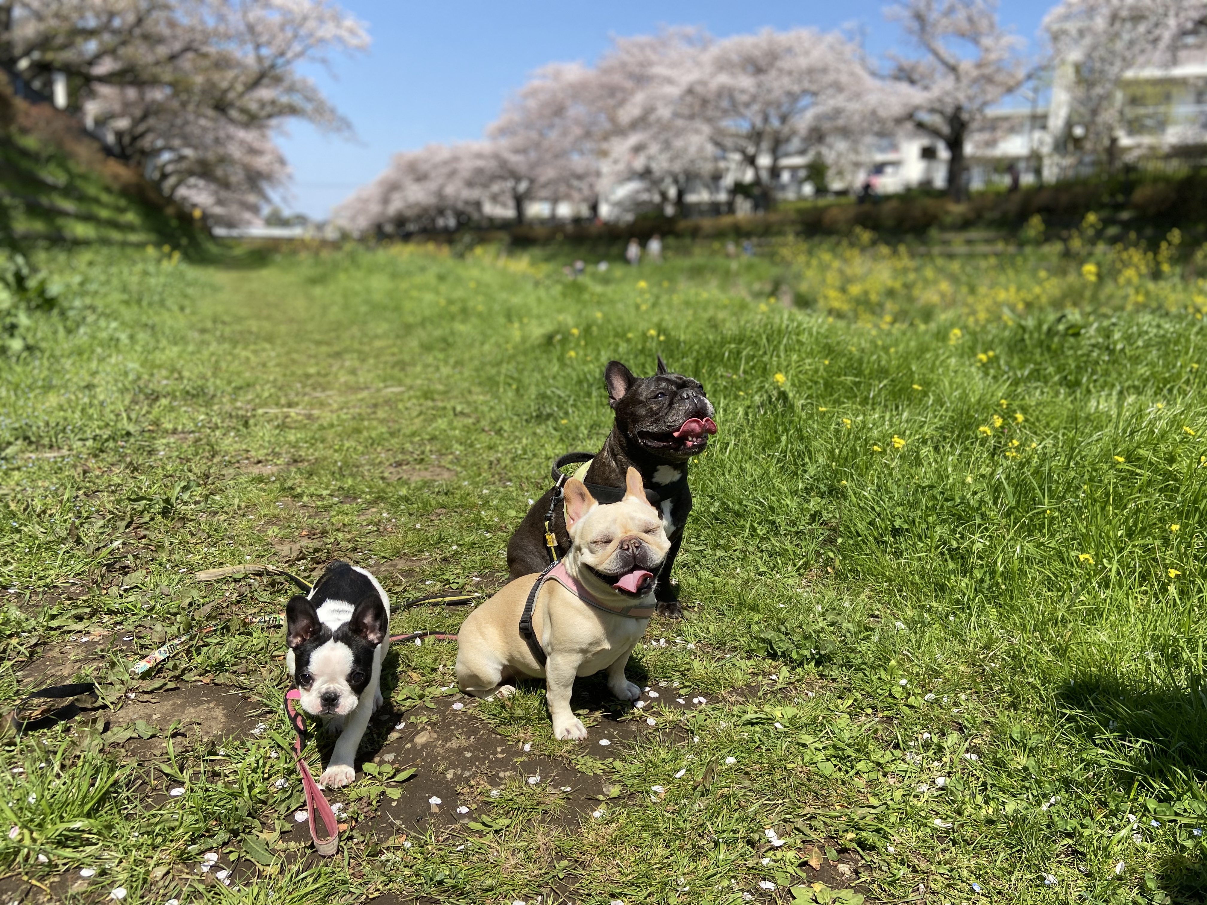 桜がさって