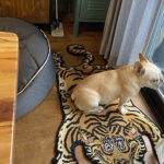 晴れを待つチーズ