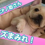 チーズさん特集「チーズまみれ！」