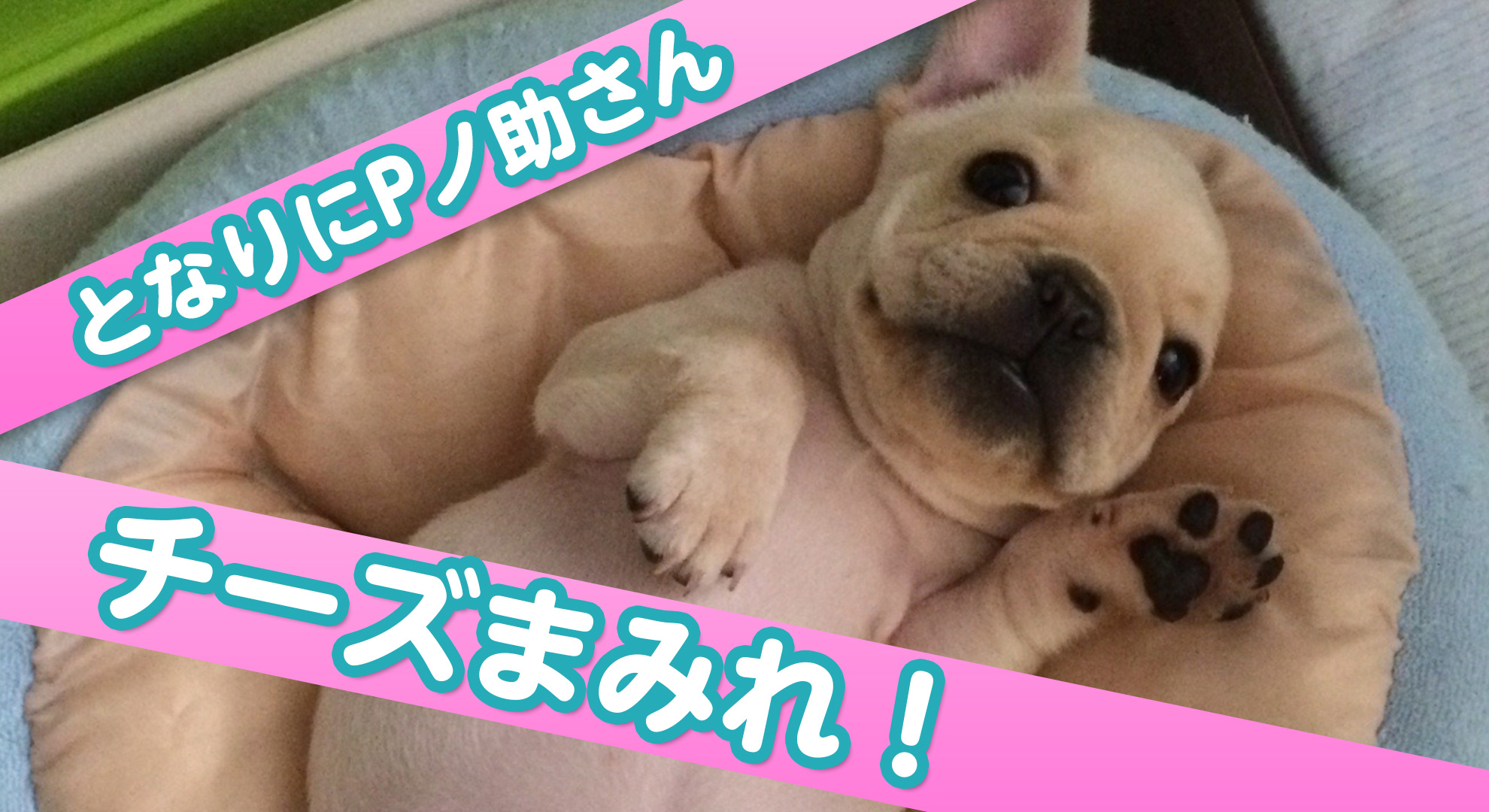 チーズさん特集「チーズまみれ！」